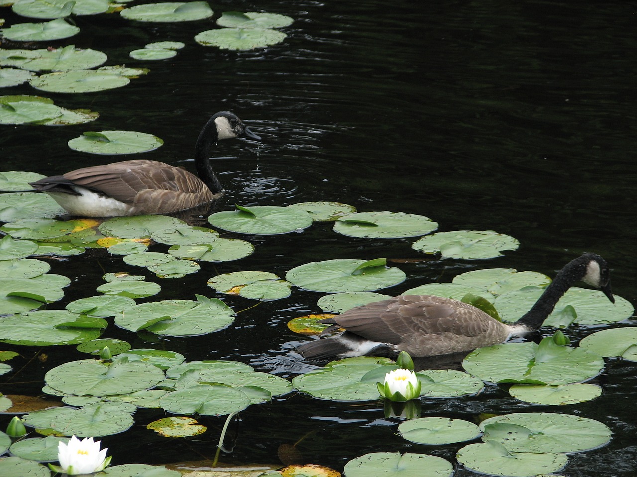 geese lilly pads pond free photo