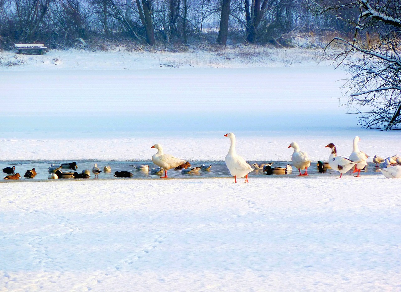 geese ducks winter free photo