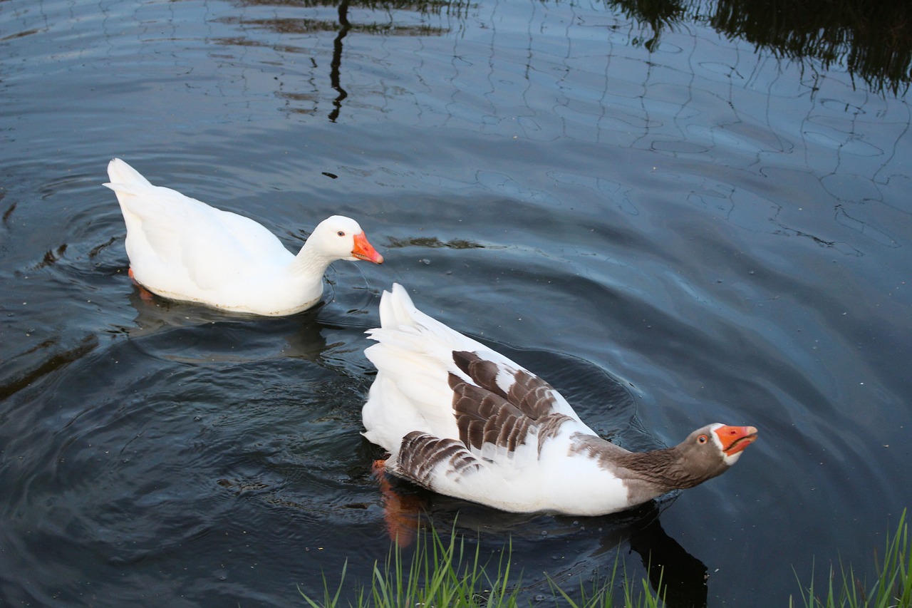 geese netherlands goose free photo