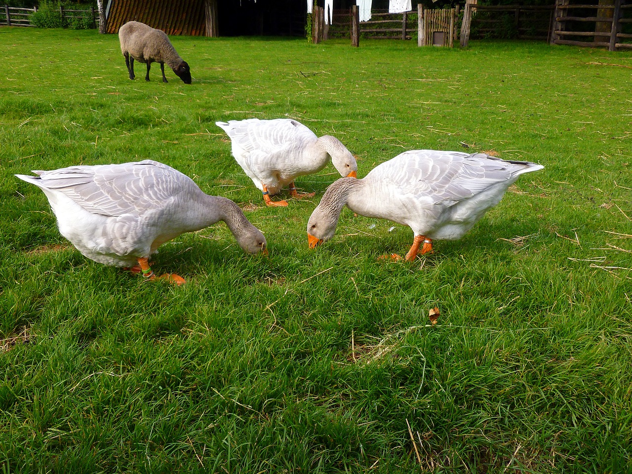 geese three sheep free photo