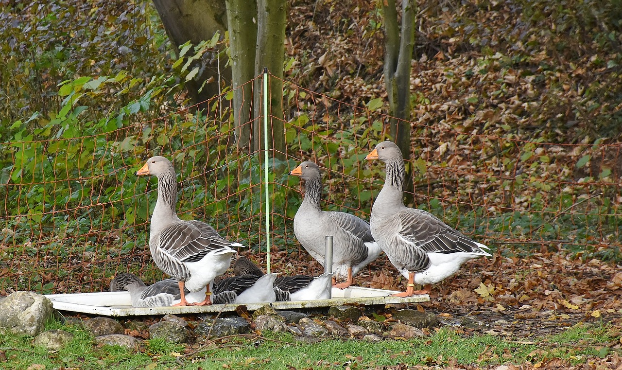 geese farm poultry free photo