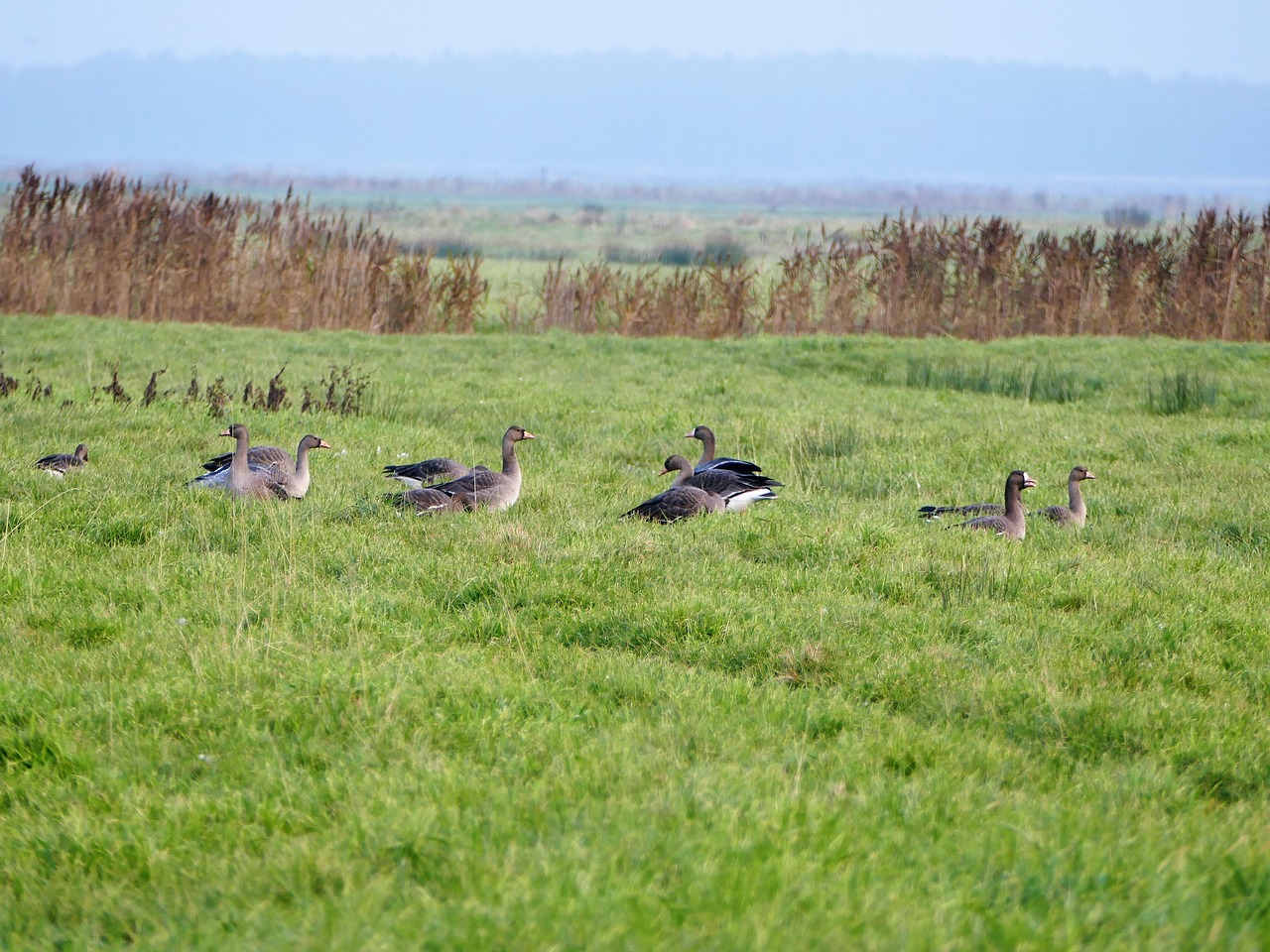 geese migratory birds wild geese free photo