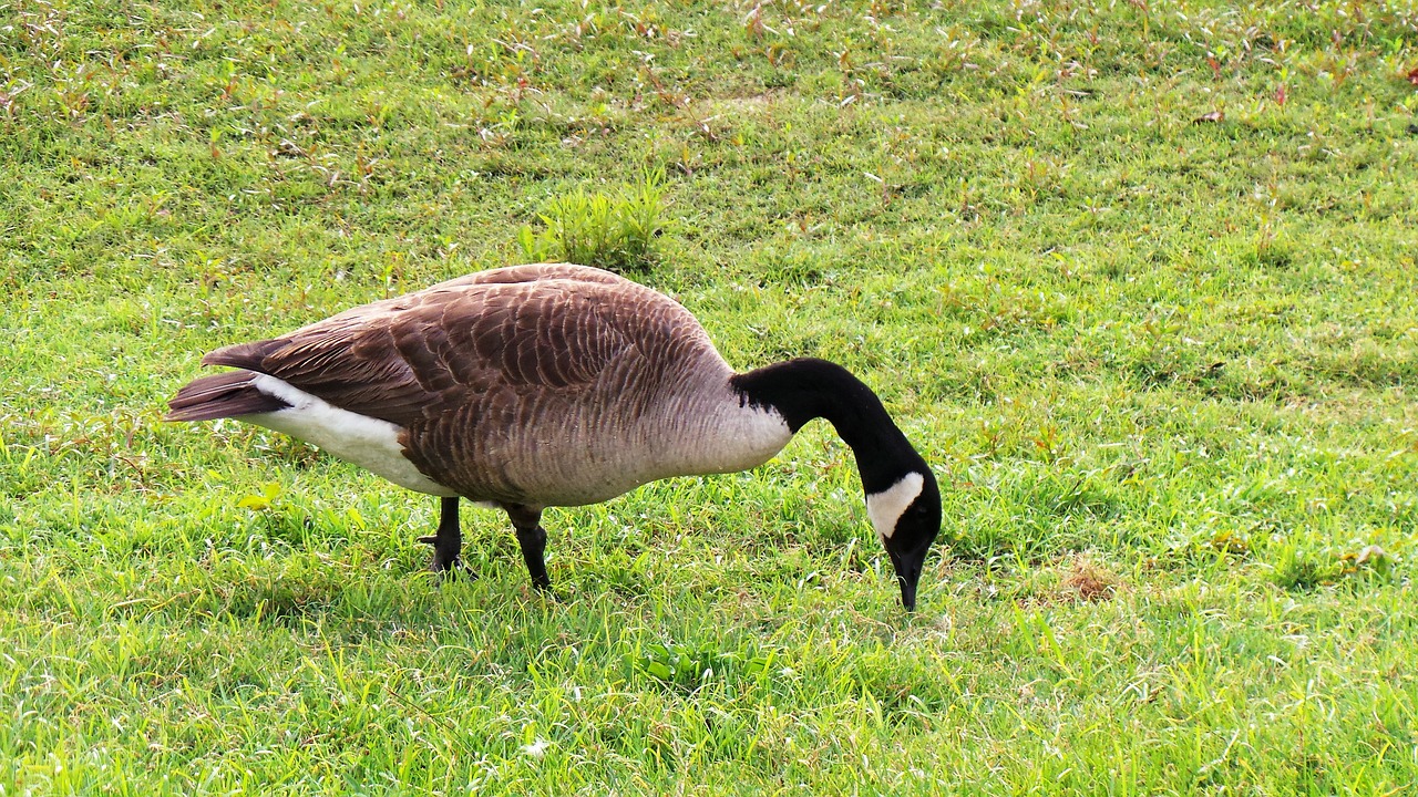 geese migratory birds birds free photo