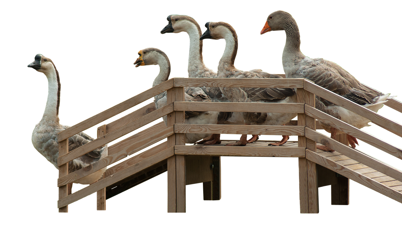 geese goose stairs stairs free photo