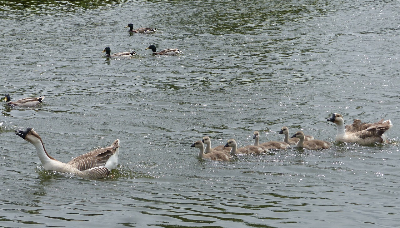 geese jars goslings free photo