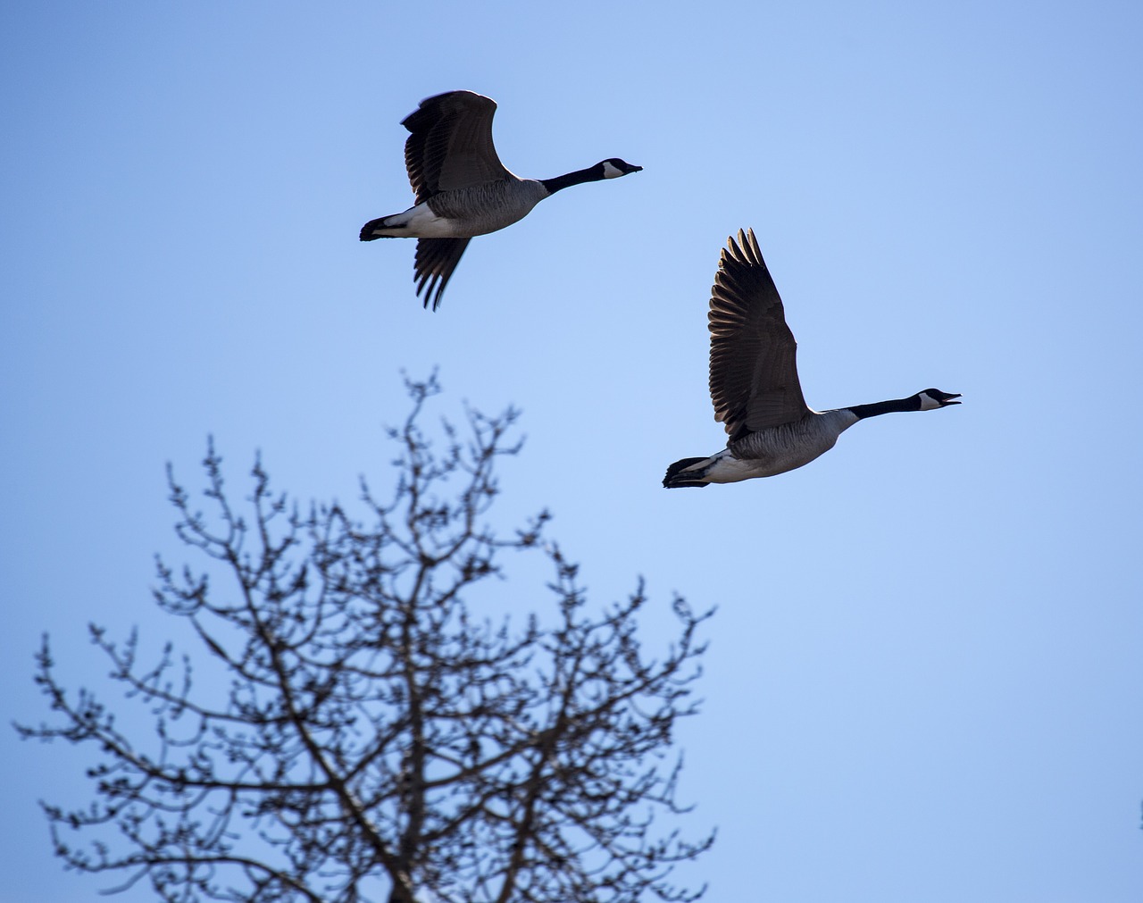 geese flying bird free photo