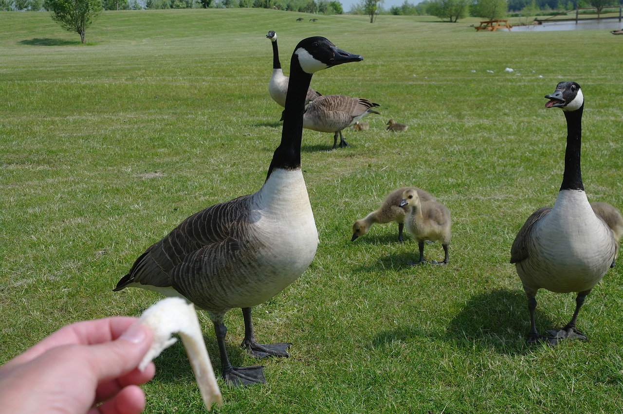 geese feeding park free photo