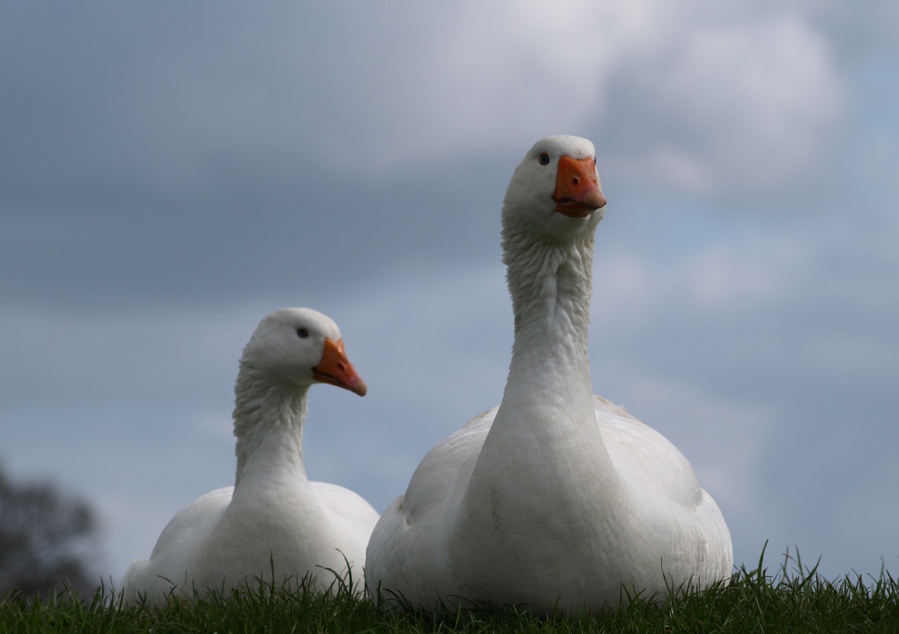 geese goose poultry free photo