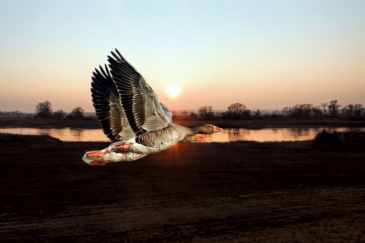 geese greylag goose waters free photo