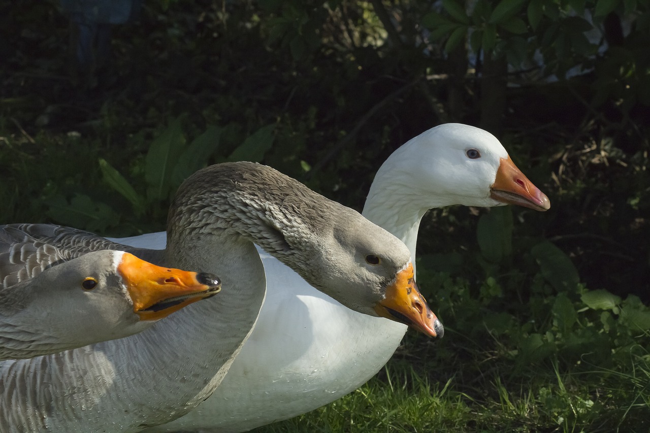 geese  bird  fauna free photo