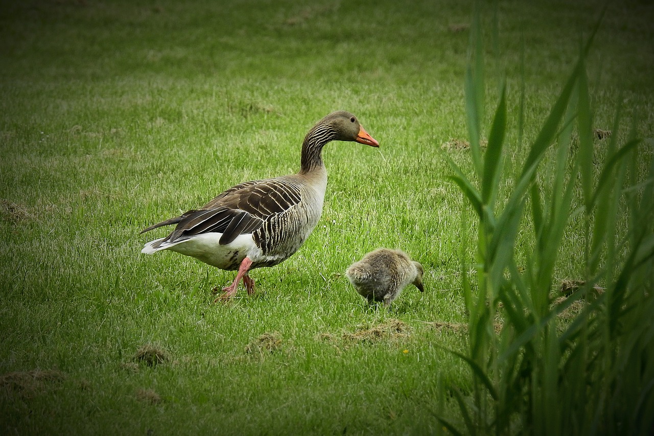 geese  nature  wild birds free photo