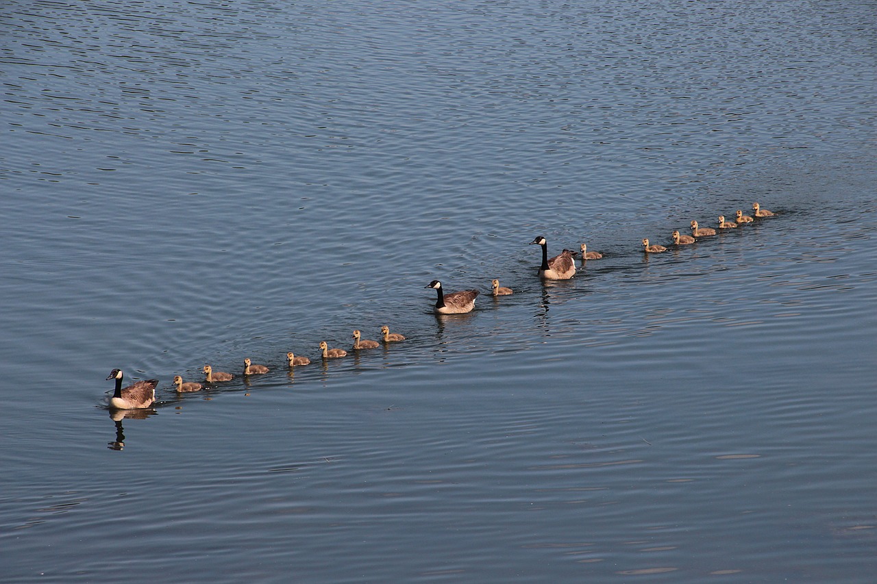 geese  goose family  chicks free photo