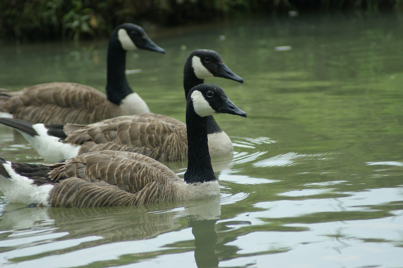 geese  canadian  bird free photo