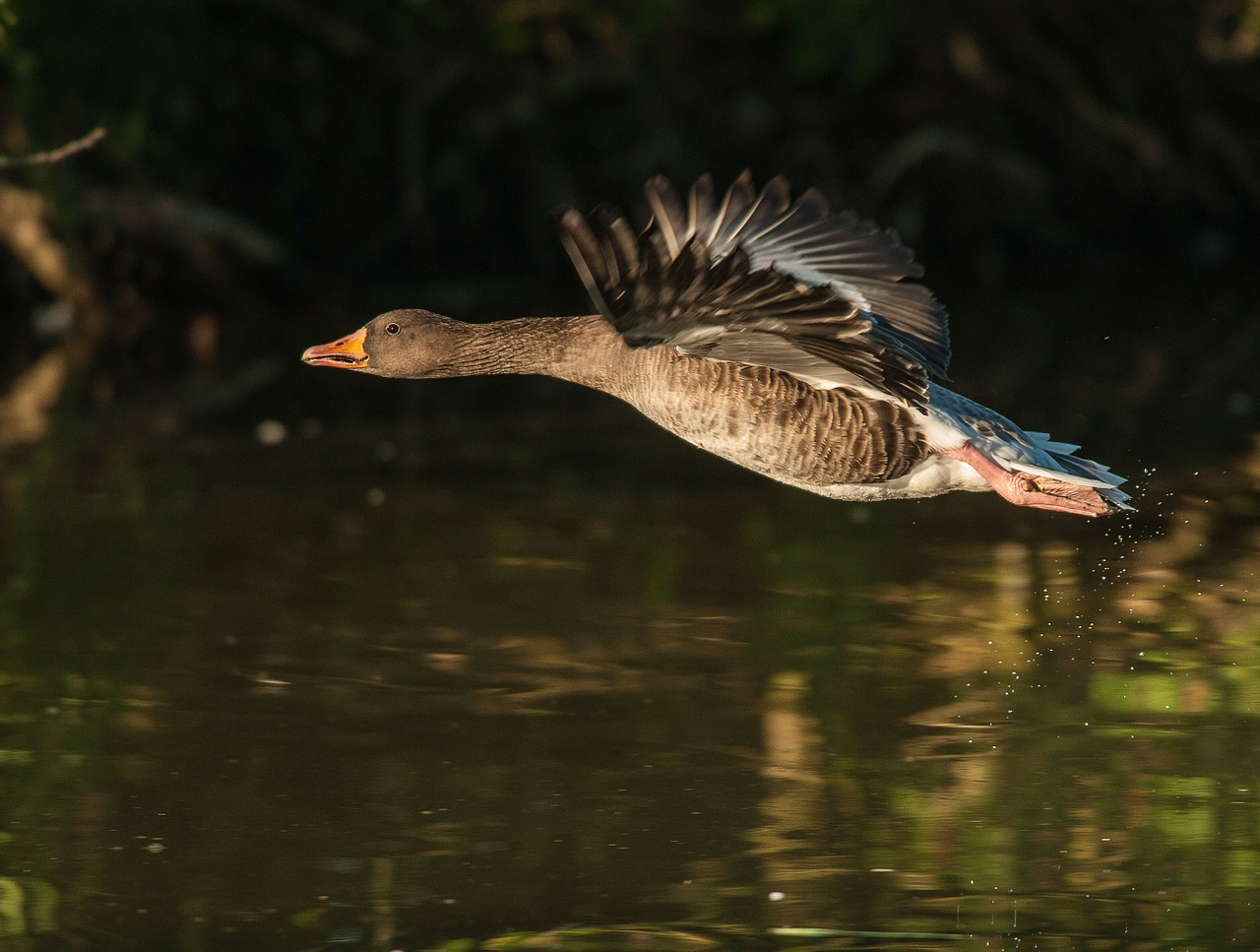 geese animals goose free photo