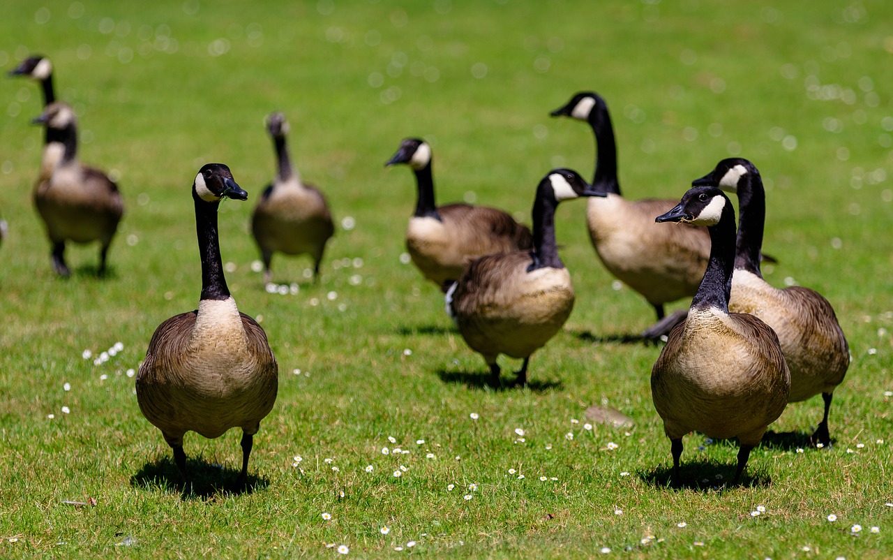geese  canada geese  birds free photo