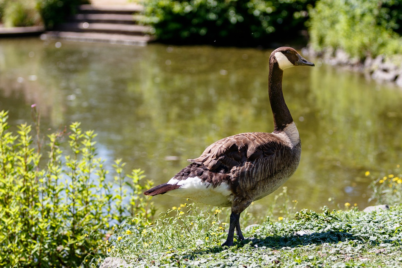 geese  canada geese  birds free photo