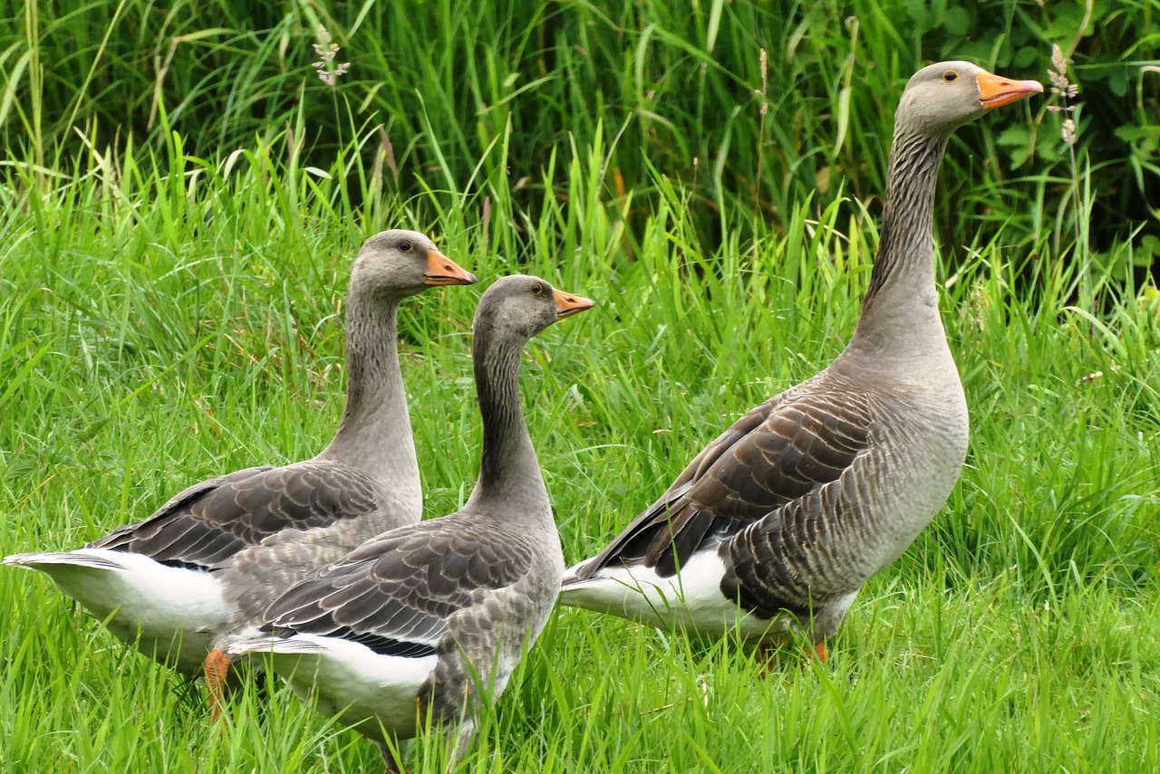 geese  whey  grass free photo