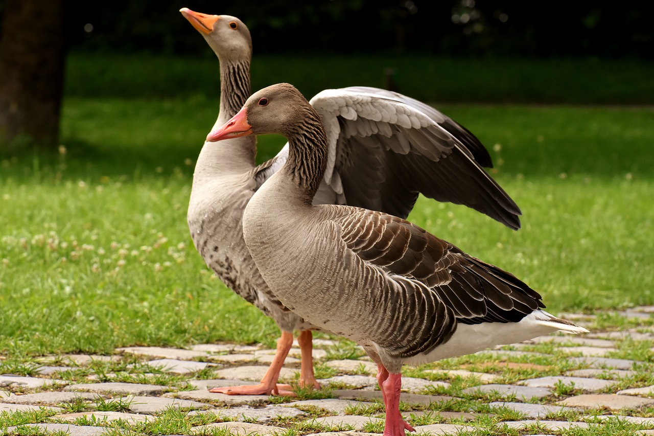 geese  wild geese  waterfowl free photo