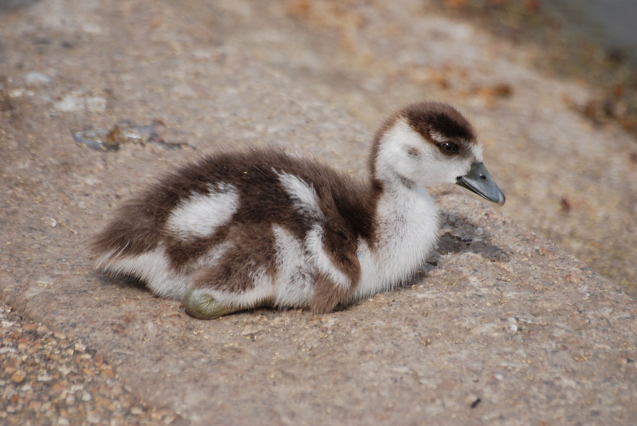 geese waterfowl gosling free photo