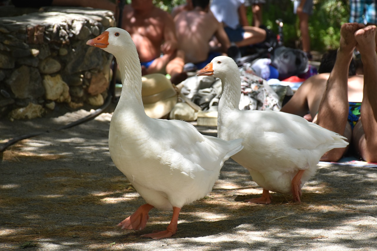 geese  greece  crete free photo