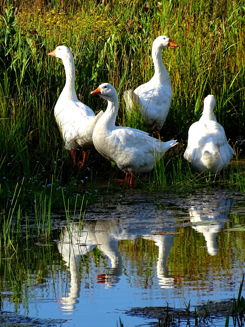 geese  birds  nature free photo