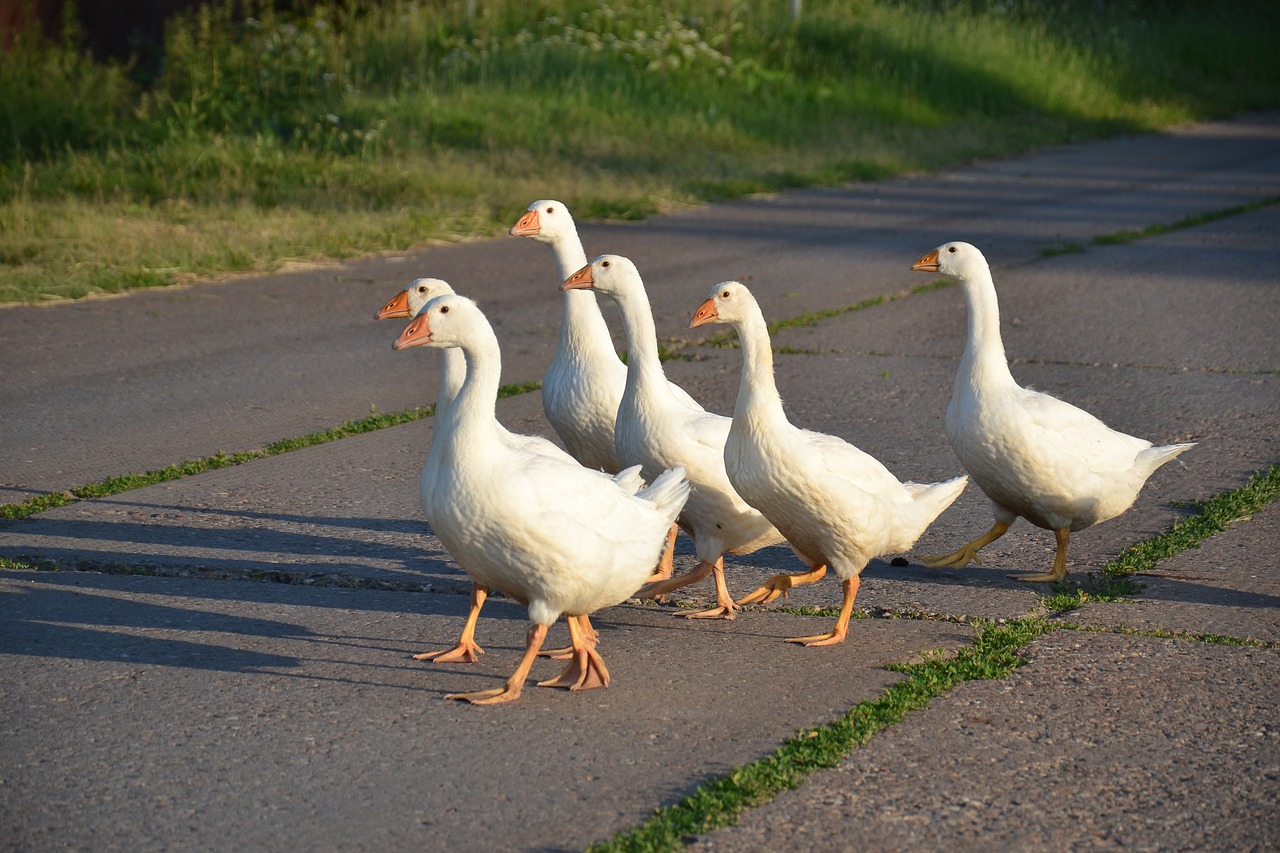 geese  bird  nature free photo