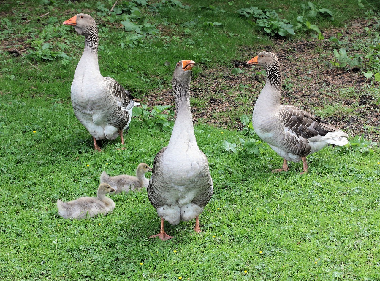 geese pomeranian geese young free photo