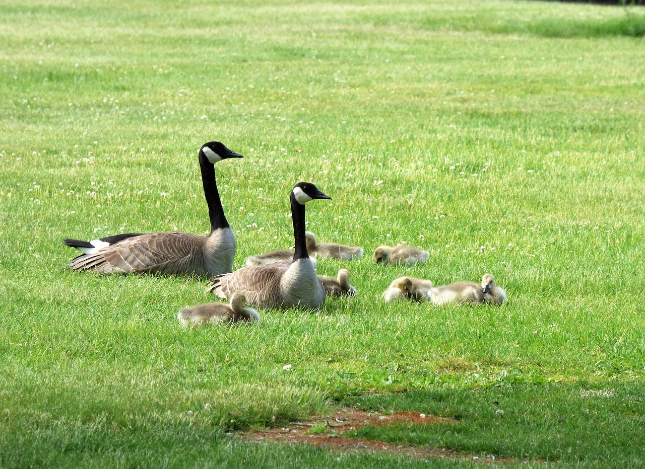 geese  goslings  fowl free photo