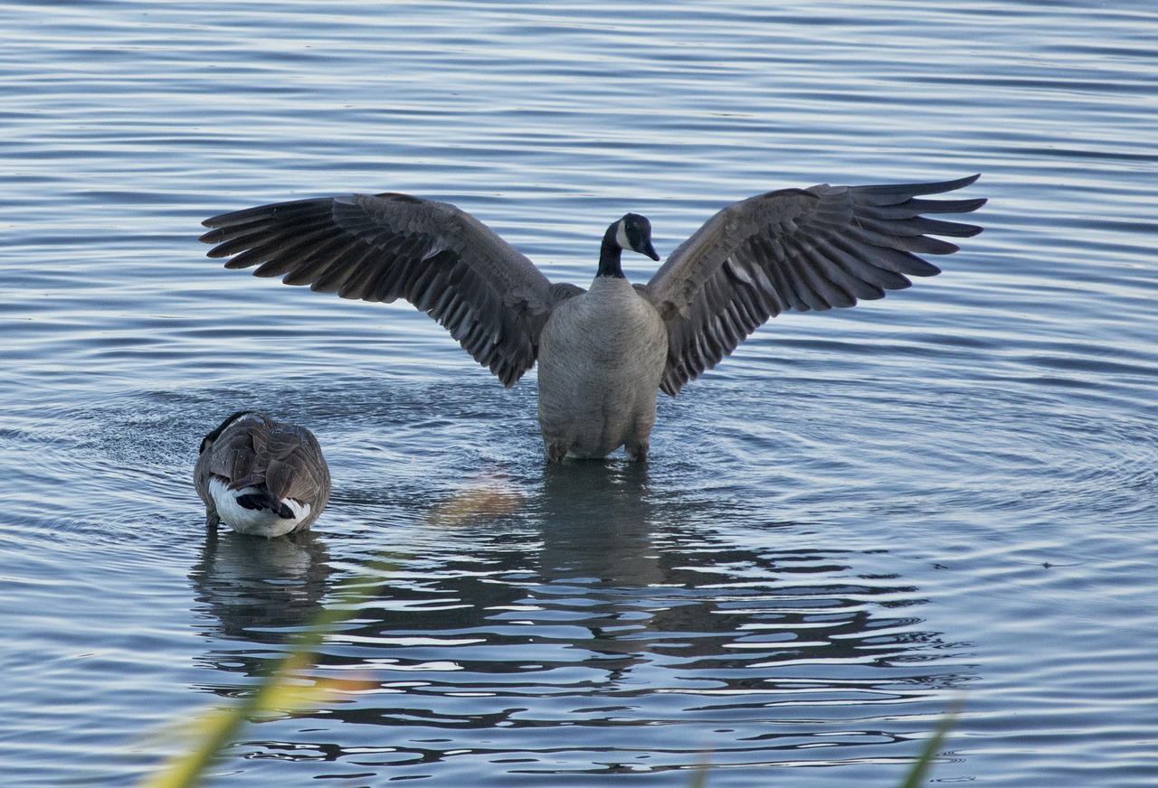 geese  bird  waterfowl free photo