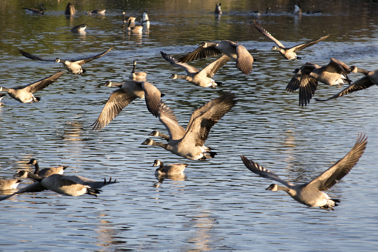 geese  bird  waterfowl free photo