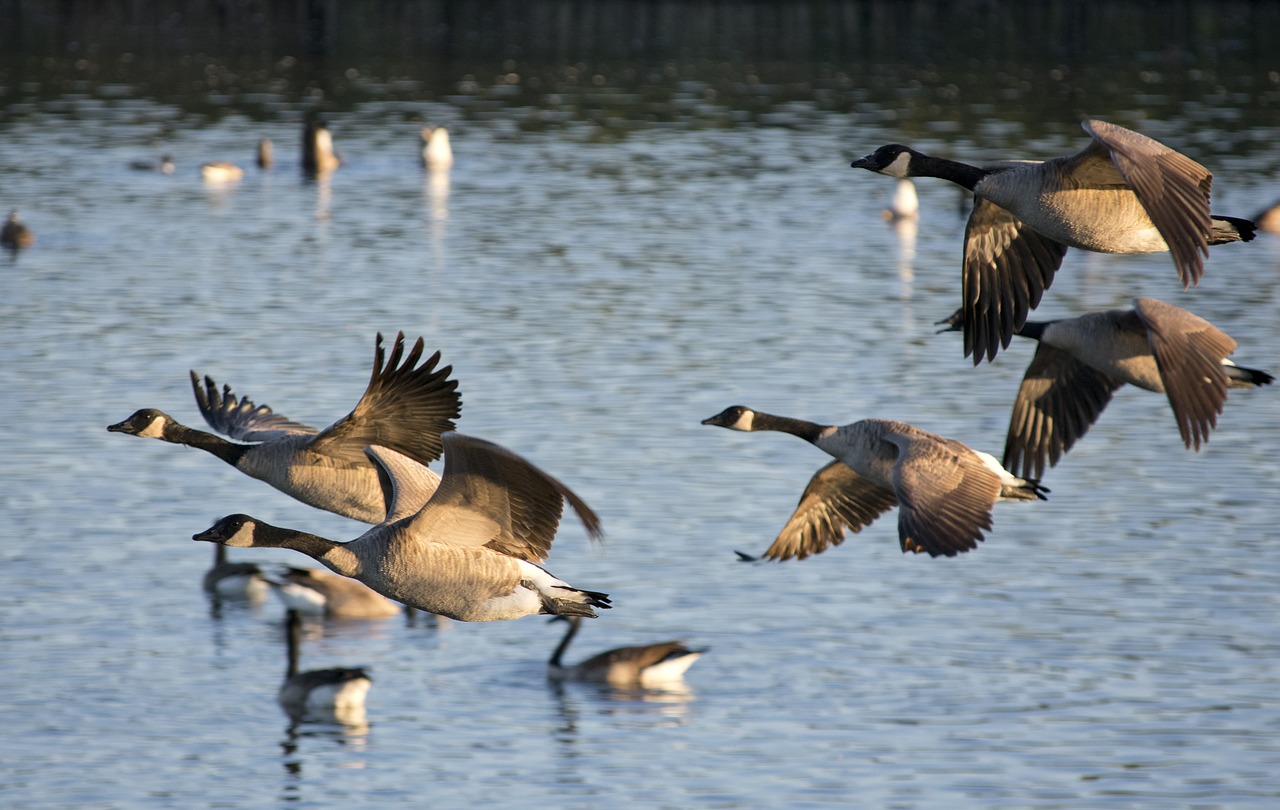 geese  bird  waterfowl free photo