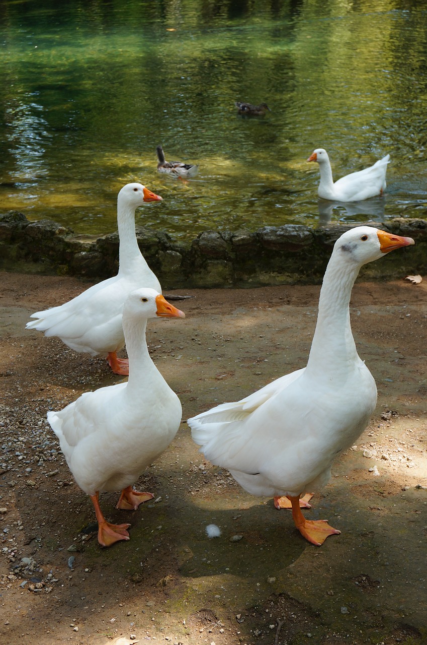 geese  lake  greece free photo