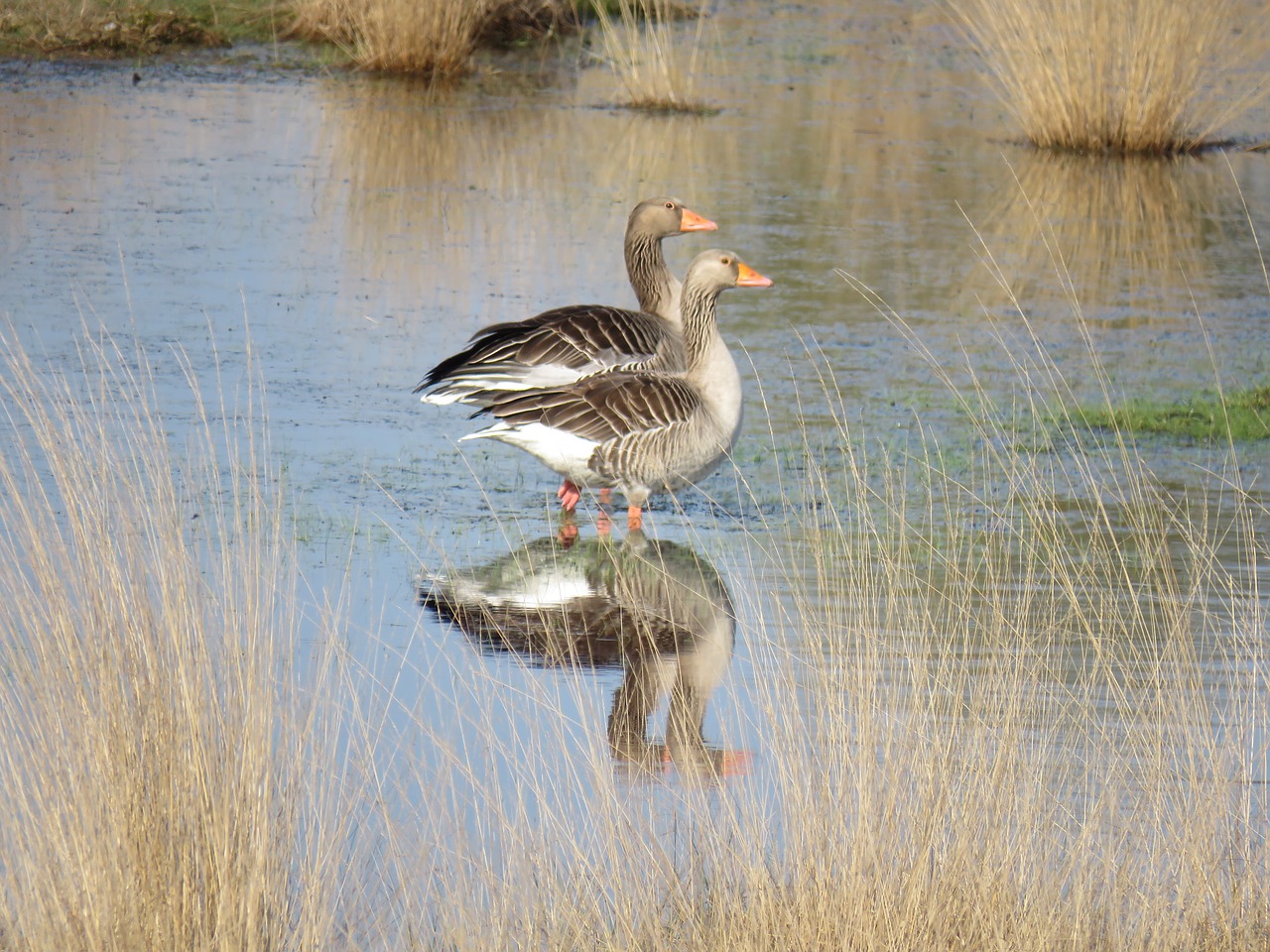 geese  birds  nature free photo