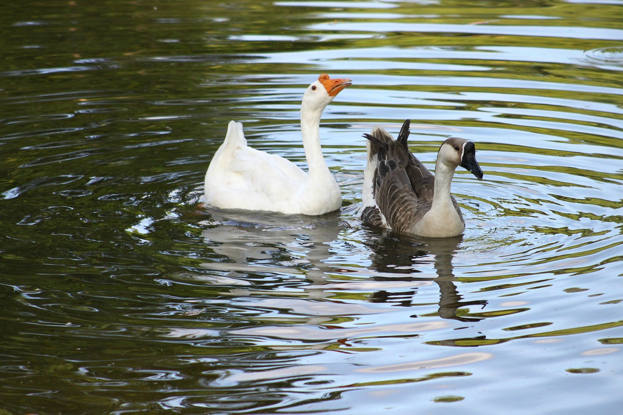 geese water swimming free photo