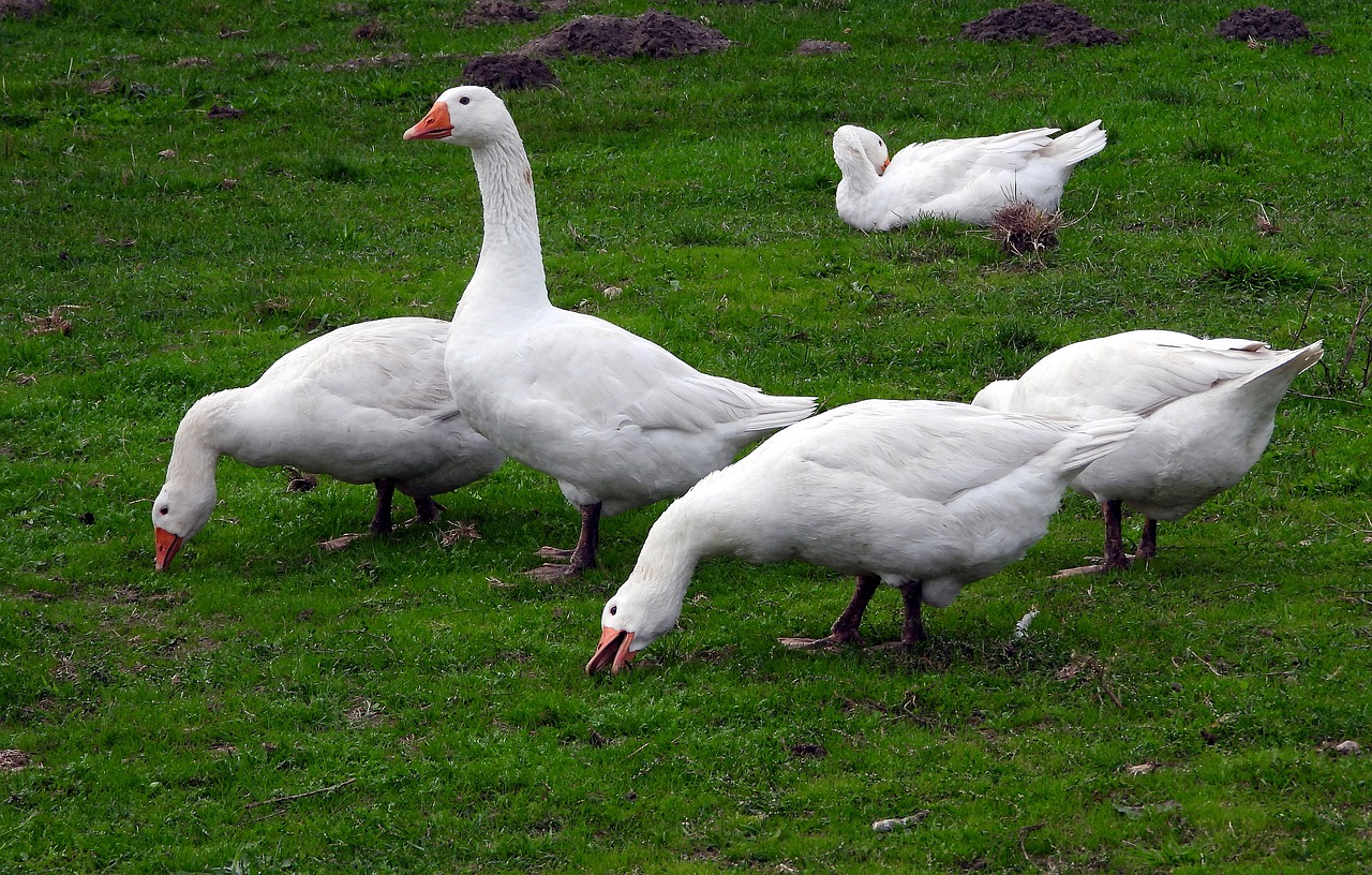 geese  white goose  animals free photo