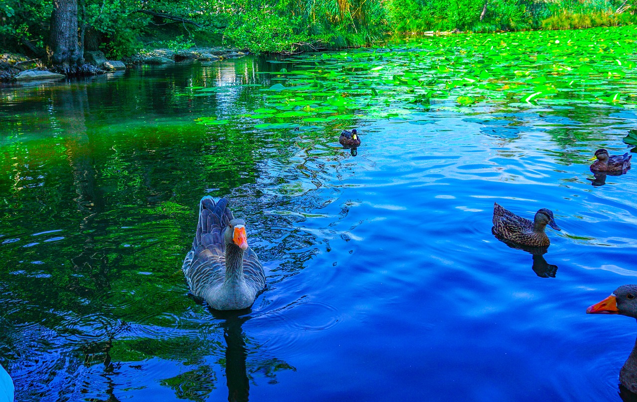 geese  ducks  the lake of segrino free photo