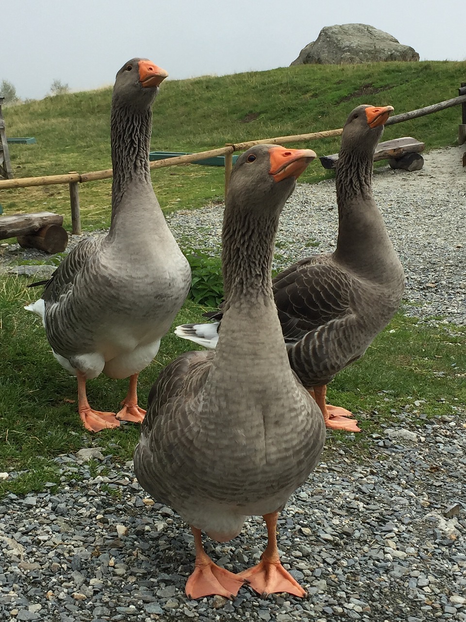 geese  grey  birds free photo