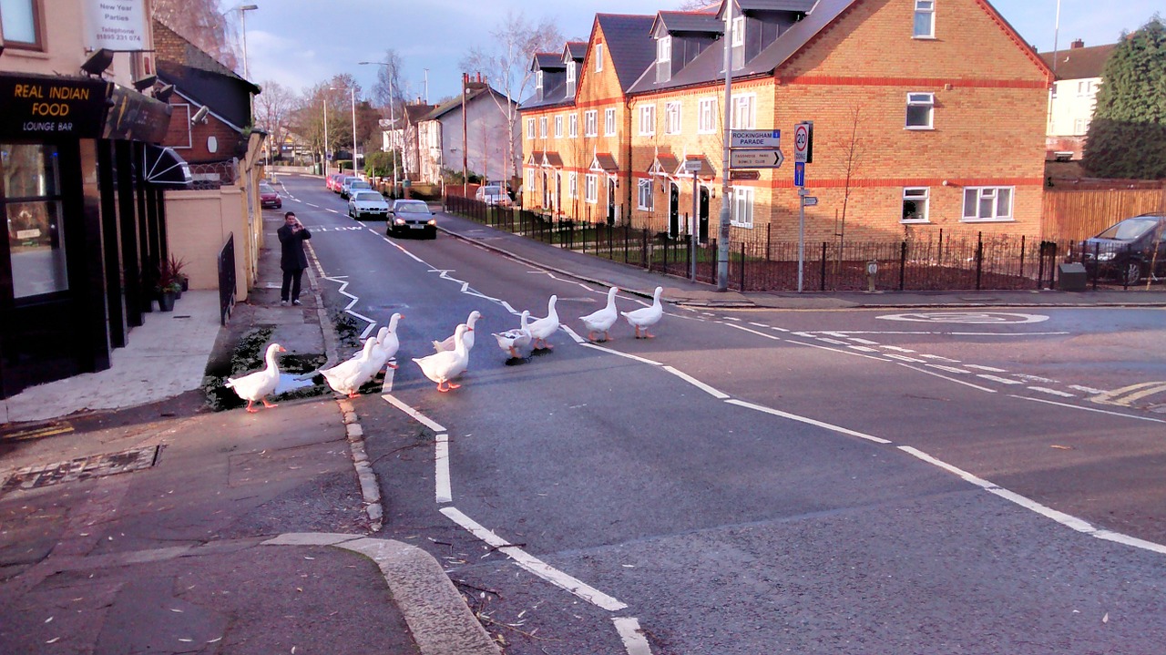 geese road walk free photo