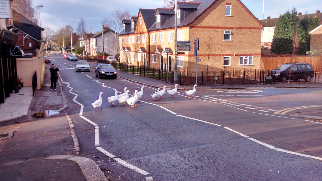 geese road walk free photo