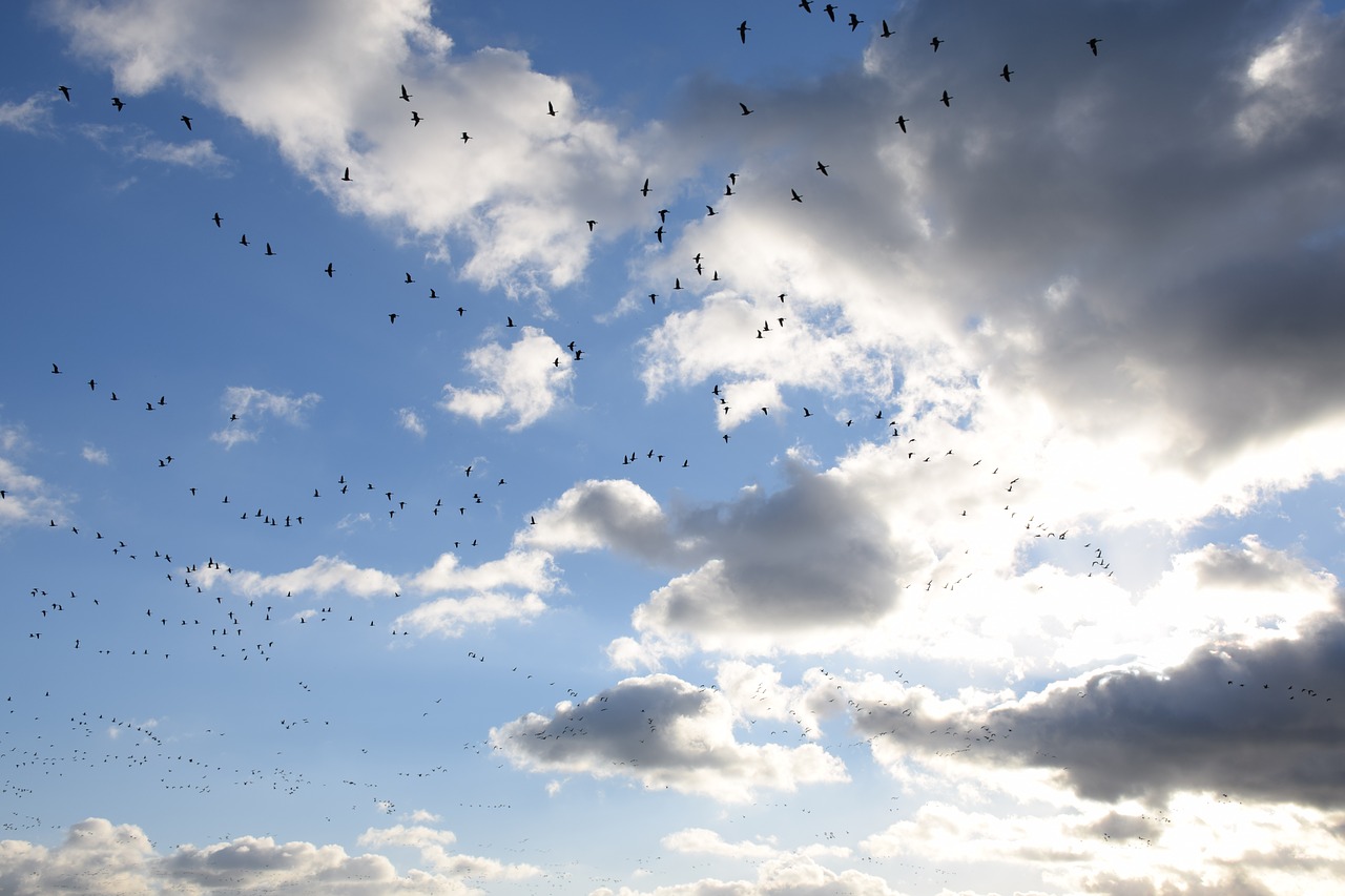 geese  goose  bird free photo