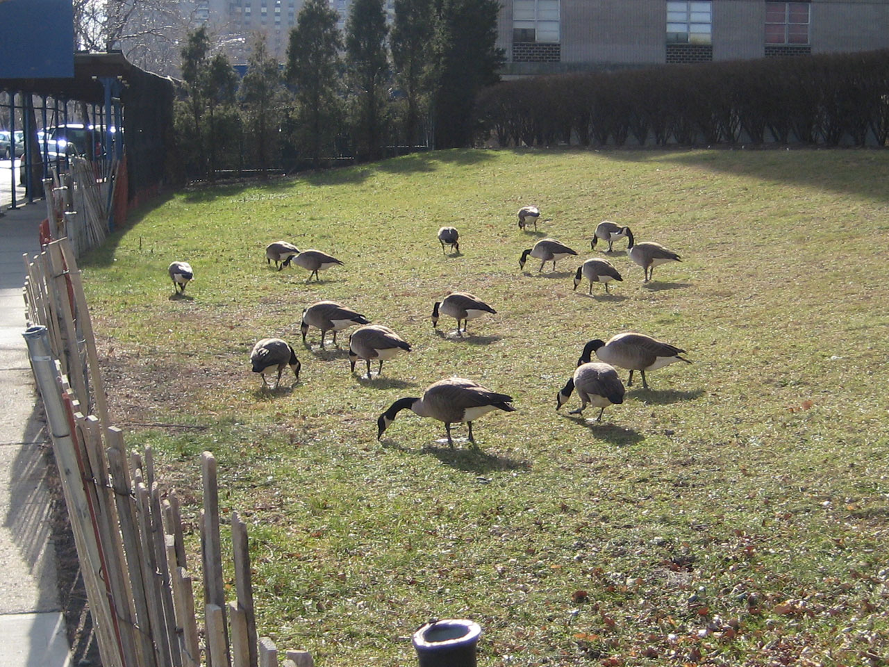 birds fields geese free photo