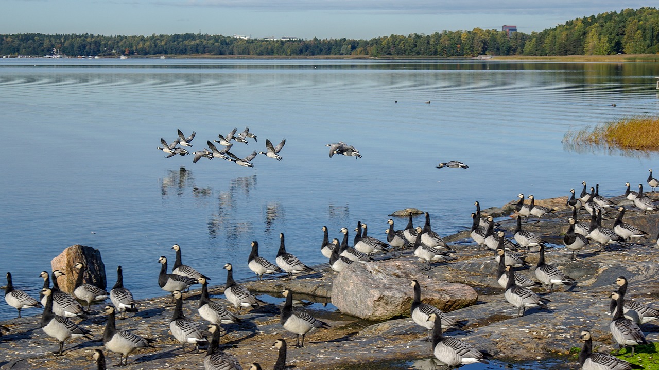 geese  autumn migration  water free photo