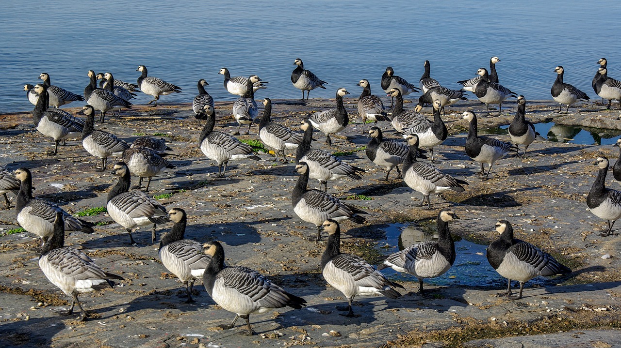 geese  autumn migration  water free photo