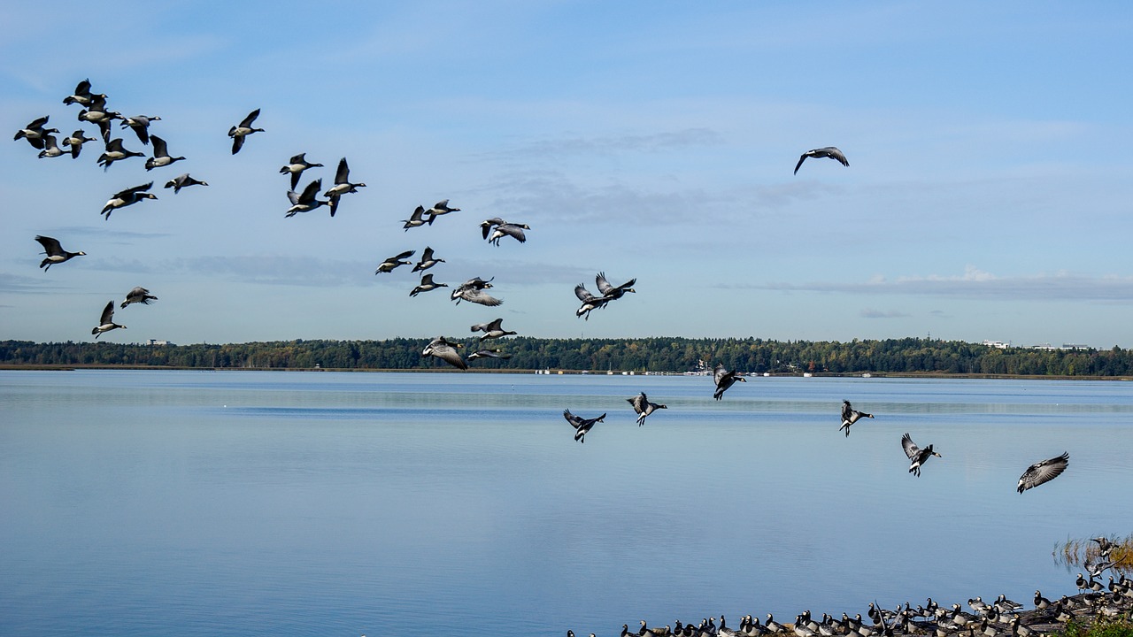 geese  flying  the birds free photo