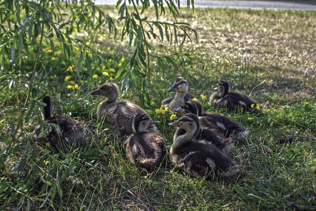 geese  nature  animals free photo