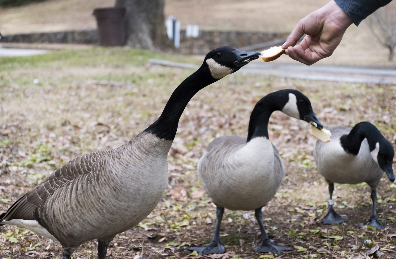 geese  hand  park free photo