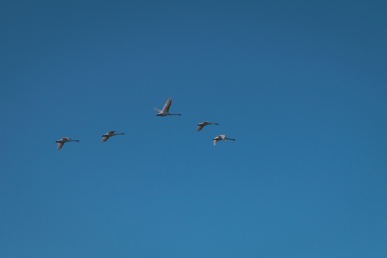 geese  sky  flying free photo