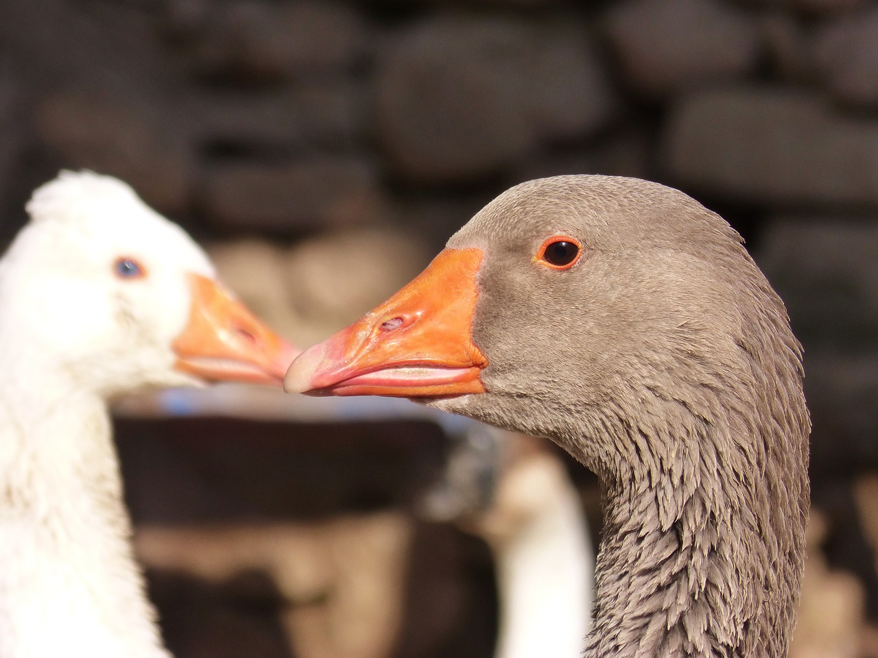 geese  ducks  poultry free photo