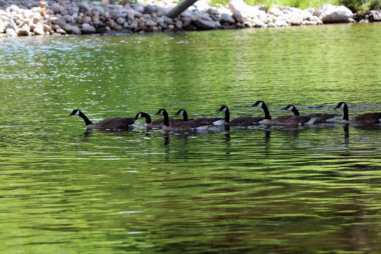 geese  nature  water free photo