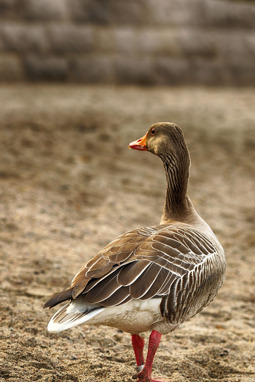 geese  nature  bird free photo